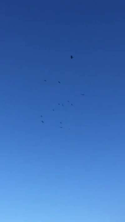 I didn&rsquo;t realize I lived in a Crows Only neighborhood