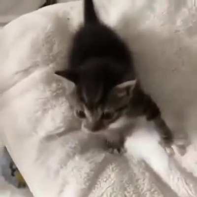 He ain&rsquo;t gonna pet himself