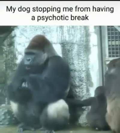 Goodnight my little shitlings