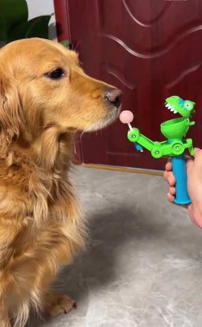 Dog&rsquo;s face.