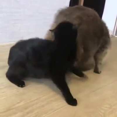 Let me love you!