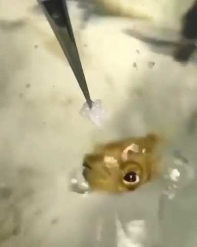 Fishy