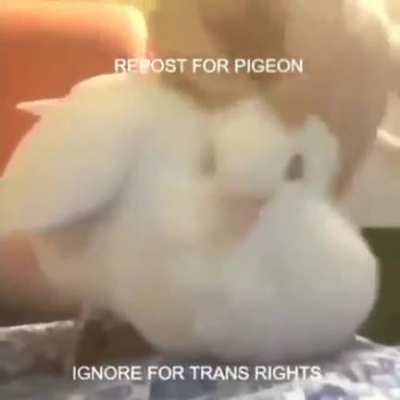The trans shall have no rights!