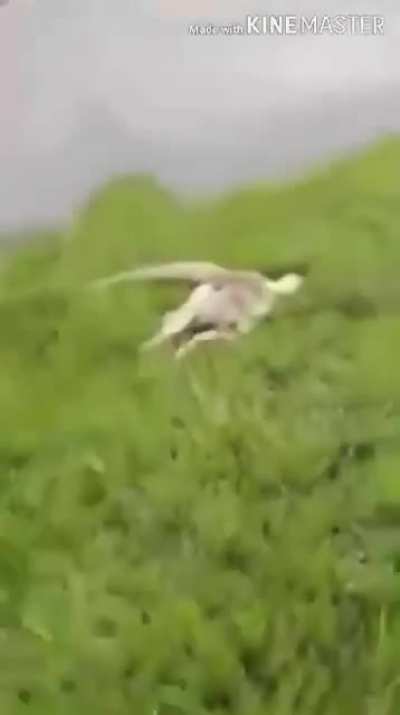 oia o macaco 😳