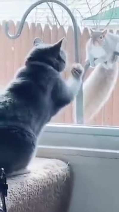 How to expain 'glass' to a cat?