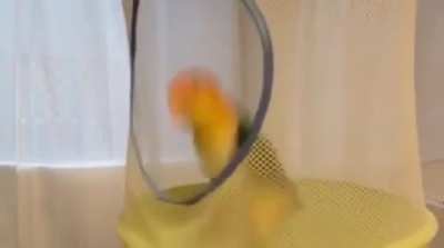 Birdie trampoline!