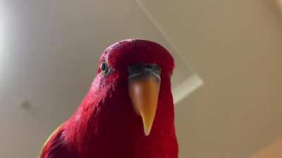 This is apparently the last thing you see if you come across Wuewuewue