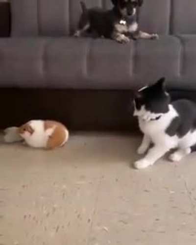 No! Don&rsquo;t you touch him!