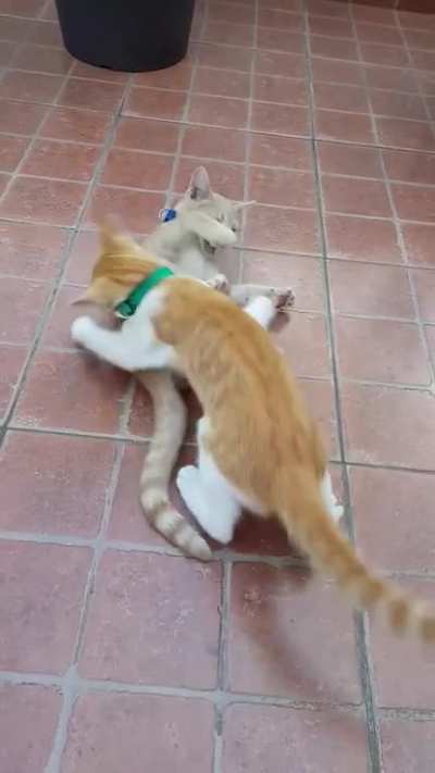 FIGHT!! FIGHT!!
