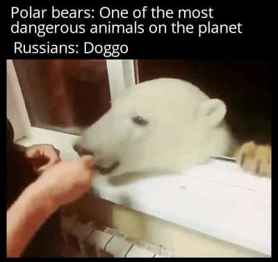 Bears are just big doggos