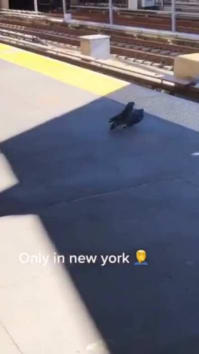 Pigeon mafia throws a wounded pigeon under the running train!!