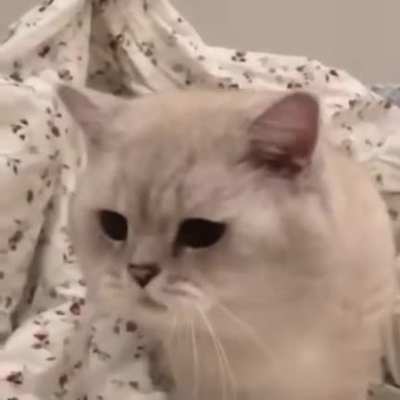 Cat go brrrrrr