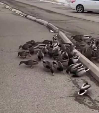 Just feeding the ducks