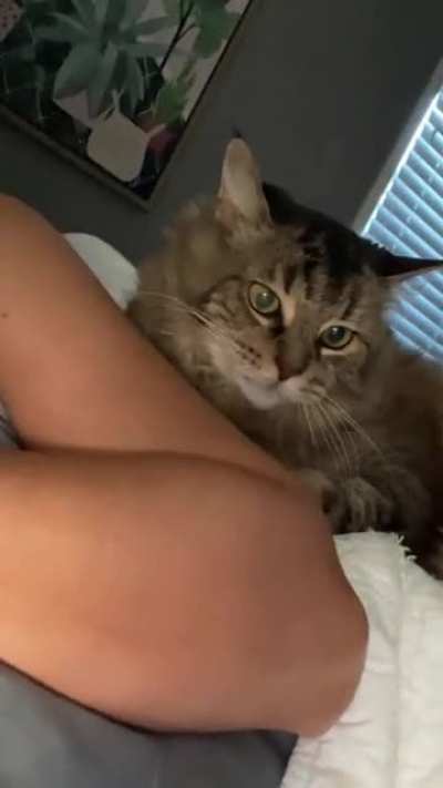 "Olive telling me all about what she wants for breakfast"