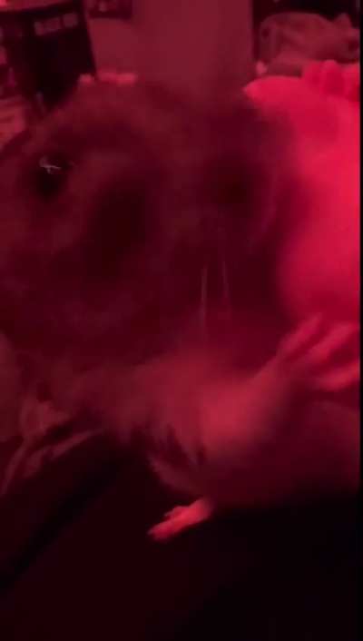 Anyone else&rsquo;s rats lick your fingers this intensely?