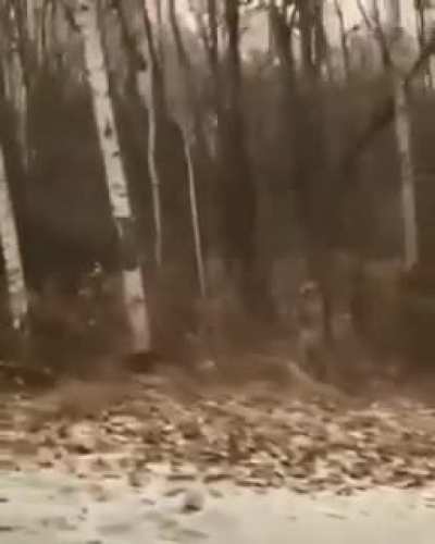 🔥 Siberian Tiger camouflage.