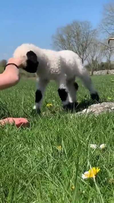 Little fella