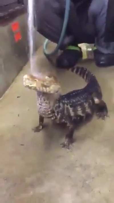 Gator form Unova