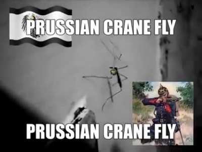 Insect