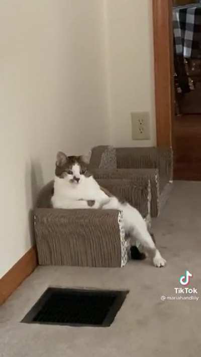 Gentleman cat