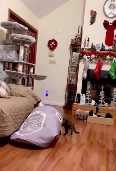 This guy&rsquo;s adorable kitten is too adorable