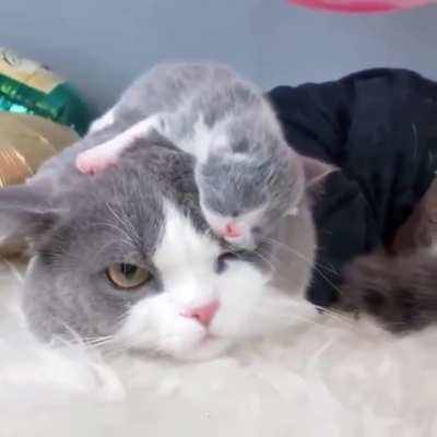 Even cats can't move if another cat is sleeping on them.