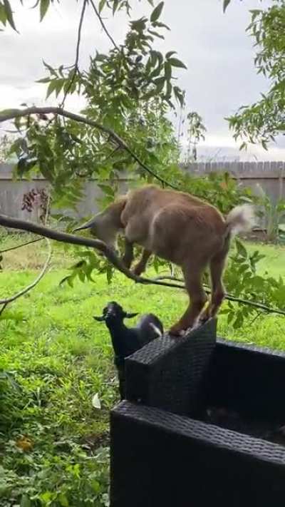 When your bro can&rsquo;t reach the branch