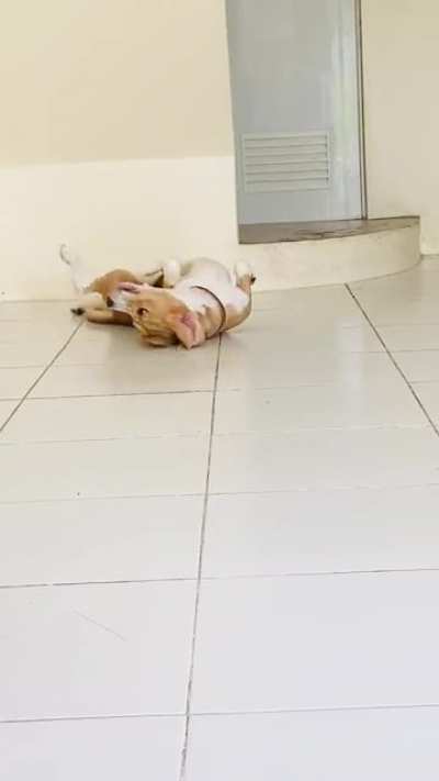 I think my beagle is broken