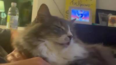 Wife&rsquo;s cat was snoring last night. Maybe it needs a kitty CPAP.