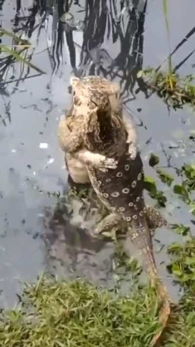 Lizard lovers