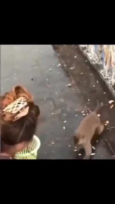 Monkey core