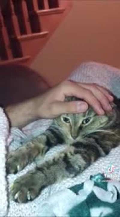 Cat Has Malfunctioned.... Waooooo