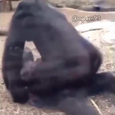 King Kong