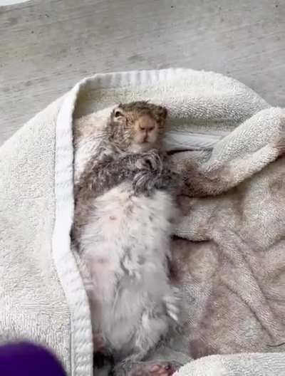 Couple resuscitated &amp;amp; saved a squirrel that had just drowned in icy water in Michigan.