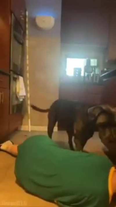 What the dog doin