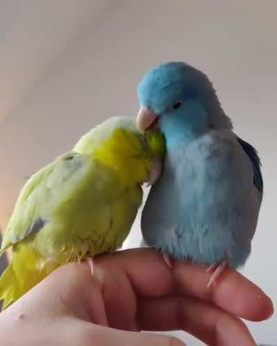 Post shower preens!