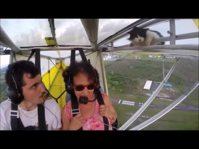 Remove cat before flight