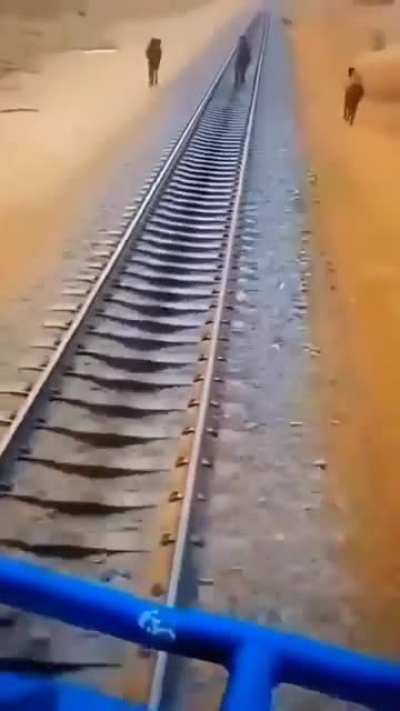Camel vs train