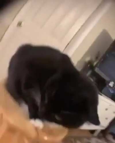 Check out this cool cat(can I get admin tho)