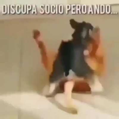 Volv&iacute; perras xd