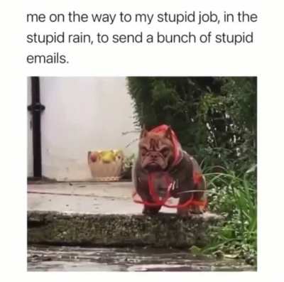 Stupid rain
