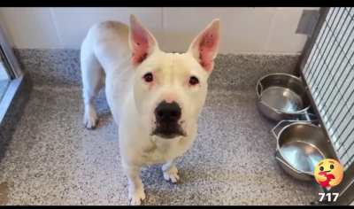 🆘3/30 Very Urgent Now‼️Opal A573316 is a sweet, gentle & friendly spayed Bull Terrier mix who would make a gentle companion. Look at that sweet face! Urgently seeking loving foster or forever home! 🫶🏼 612 Canino Rd. Houston, TX (Adoptable Out of State