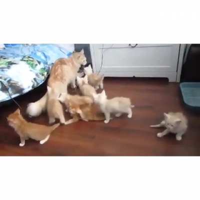 scared kittens