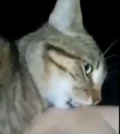 Gato weon