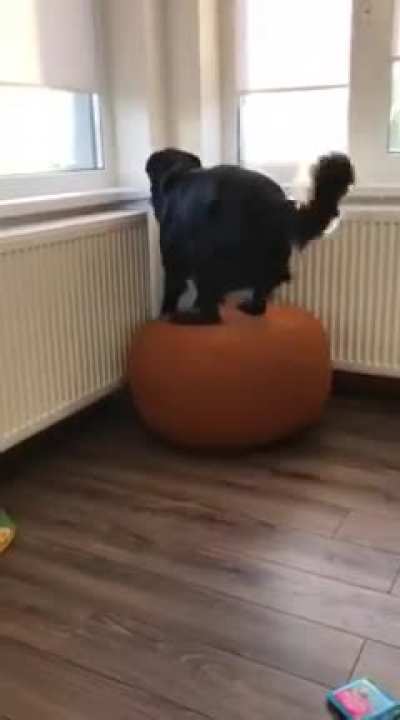 flatcoat