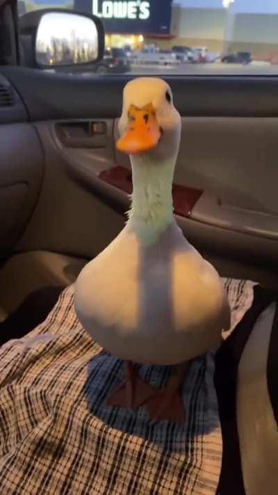 What about ducks?