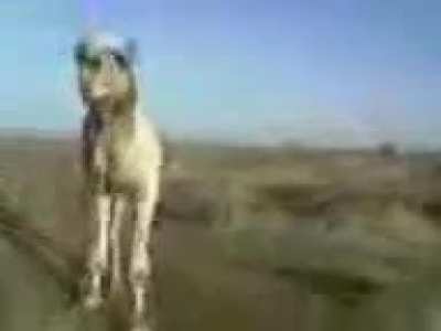 Camel video