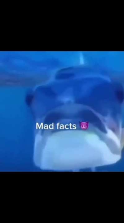 He saying facts