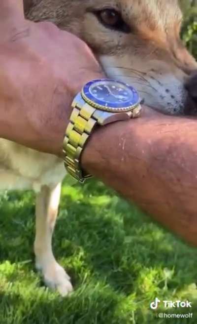 Did he just slapped the wolf?