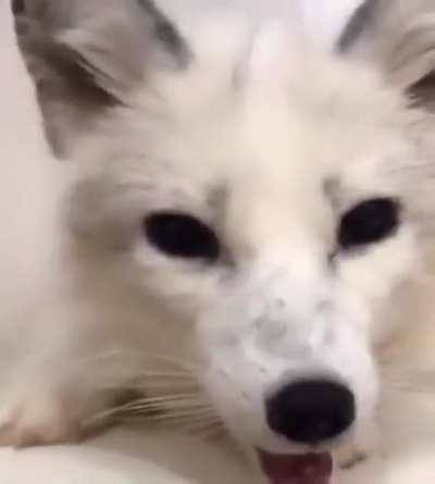 aaa